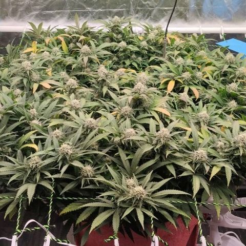 Black Domina x Critical growlog timeline photo