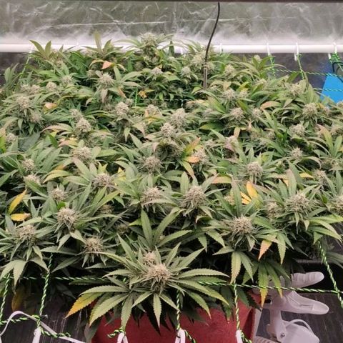 Black Domina x Critical growlog timeline photo
