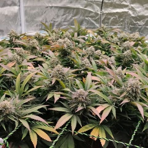 Black Domina x Critical growlog timeline photo