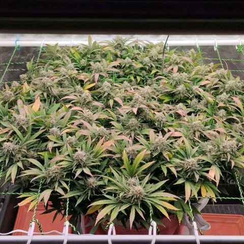Black Domina x Critical growlog timeline photo