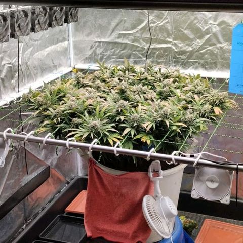 Black Domina x Critical growlog timeline photo
