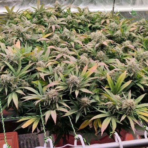 Black Domina x Critical growlog timeline photo