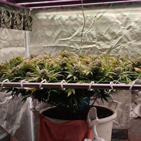 Black Domina x Critical growlog timeline photo