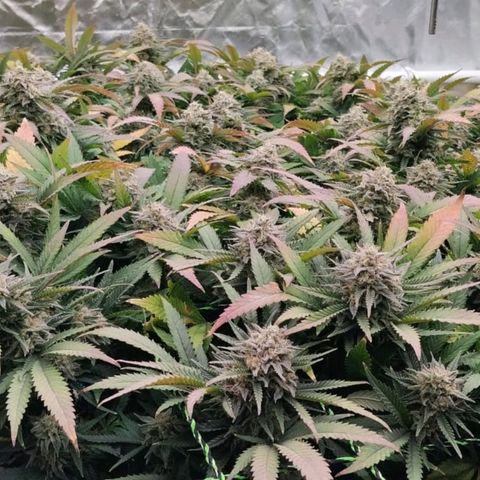 Black Domina x Critical growlog timeline photo