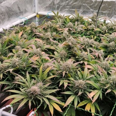 Black Domina x Critical growlog timeline photo