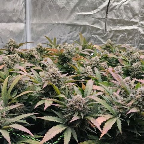 Black Domina x Critical growlog timeline photo