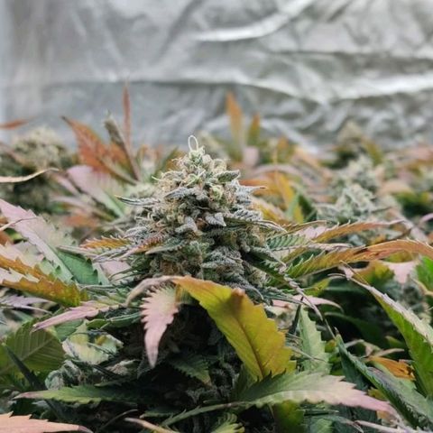 Black Domina x Critical growlog timeline photo