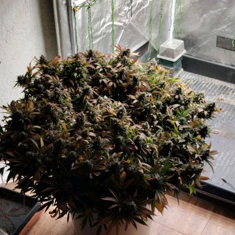 Black Domina x Critical growlog timeline photo