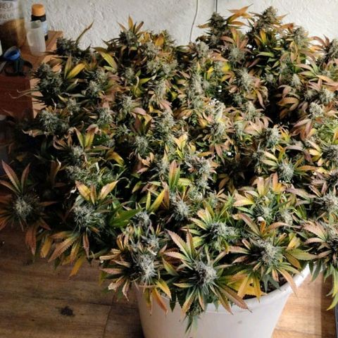 Black Domina x Critical growlog timeline photo