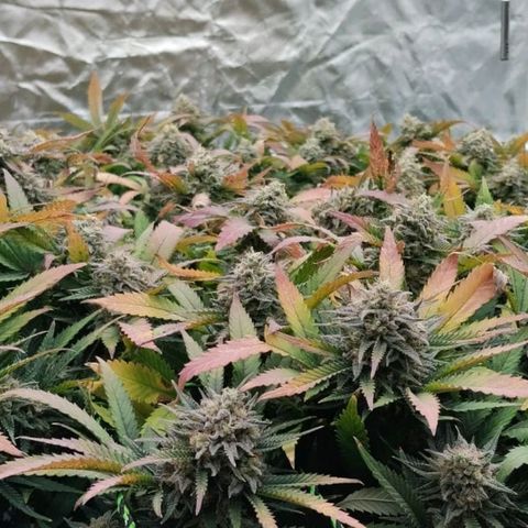 Black Domina x Critical growlog timeline photo