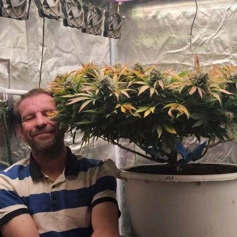 Black Domina x Critical growlog timeline photo