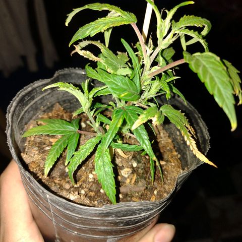 Durban Poison growlog photo: Planta entrando en pre flora, revegetando 