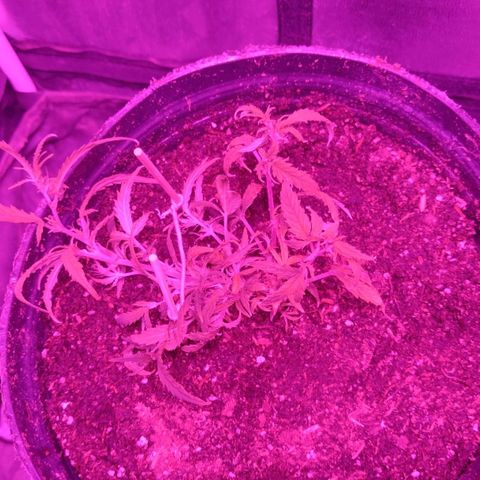 Durban Poison growlog photo: Técnica lst