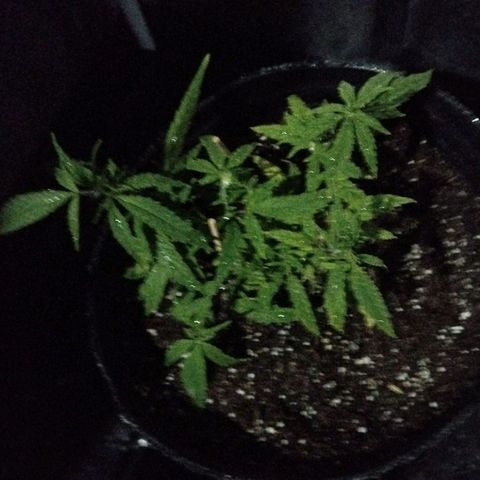Durban Poison growlog timeline photo
