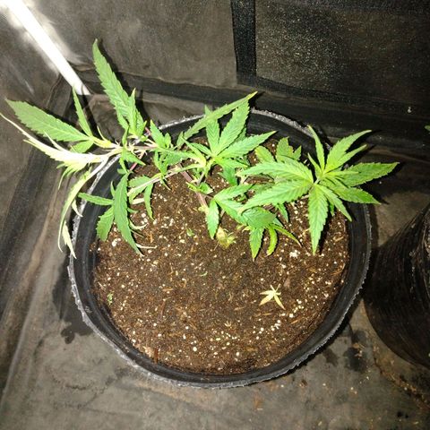Durban Poison growlog photo: Poda agresiva 