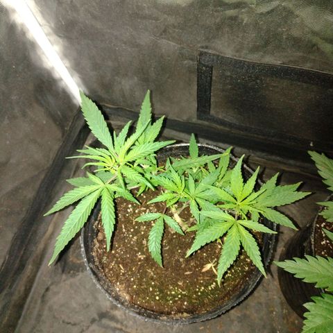 Durban Poison growlog timeline photo