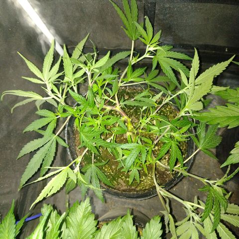Durban Poison growlog photo: Scrop por daño en tallos