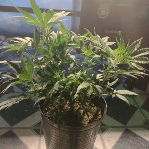 Durban Poison growlog timeline photo