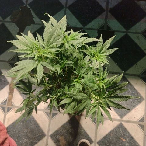 Durban Poison growlog timeline photo