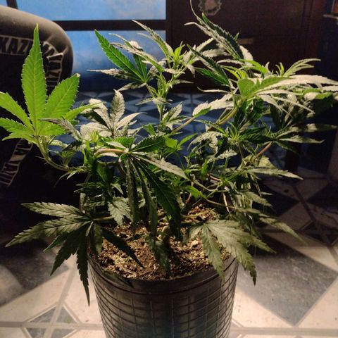 Durban Poison growlog timeline photo
