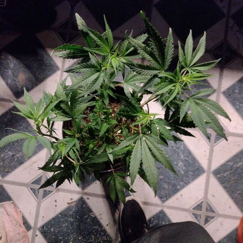 Durban Poison growlog timeline photo