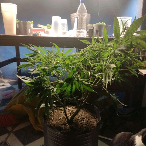 Durban Poison growlog photo: Súper cropping