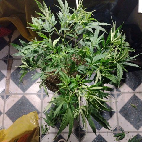 Durban Poison growlog photo: Súper cropping