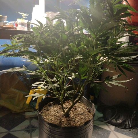 Durban Poison growlog timeline photo