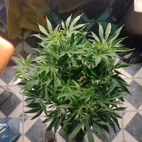 Durban Poison growlog timeline photo