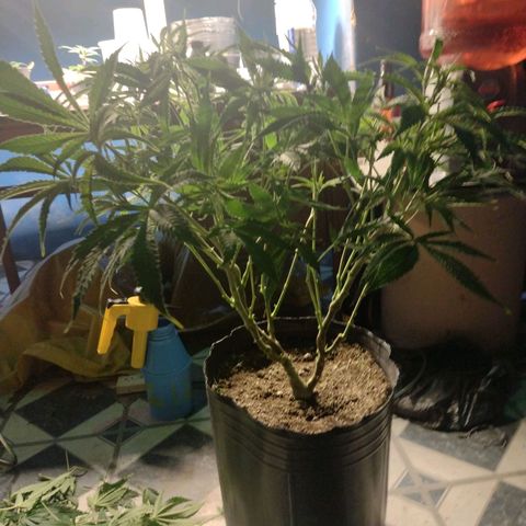 Durban Poison growlog timeline photo