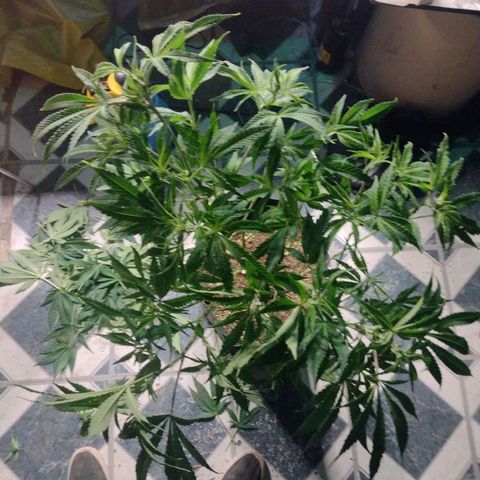 Durban Poison growlog timeline photo