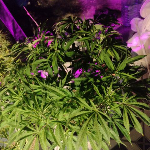 Durban Poison growlog timeline photo