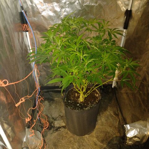 Durban Poison growlog photo: Aplicando red scrog después de cosechar las automáticas 