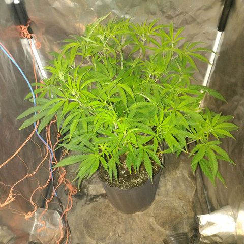 Durban Poison growlog photo: Aplicando red scrog después de cosechar las automáticas 