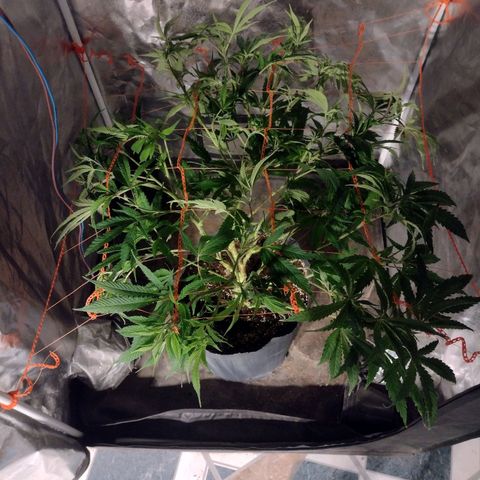 Durban Poison growlog photo: Aplicando red scrog después de cosechar las automáticas 
