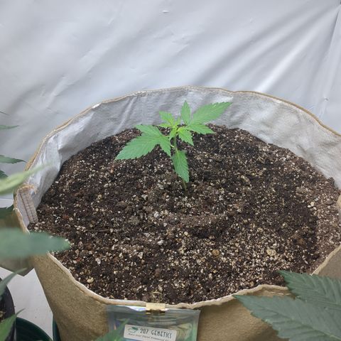 Auto Sour Diesel  growlog timeline photo