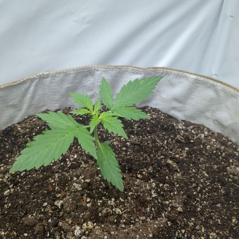 Auto Sour Diesel  growlog timeline photo