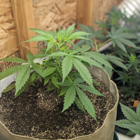 Auto Sour Diesel  growlog timeline photo
