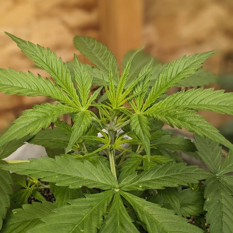 Auto Sour Diesel  growlog timeline photo