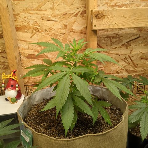 Auto Sour Diesel  growlog photo: Time to pull off the main fan leaves