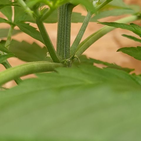 Auto Sour Diesel  growlog photo: Time to pull off the main fan leaves