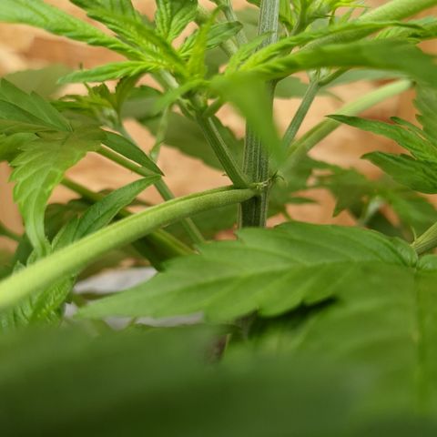 Auto Sour Diesel  growlog photo: Time to pull off the main fan leaves