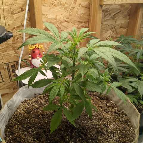 Auto Sour Diesel  growlog timeline photo