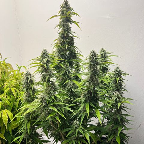 Granddaddy Purple growlog timeline photo