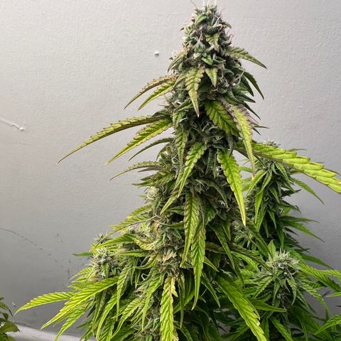 Granddaddy Purple growlog timeline photo