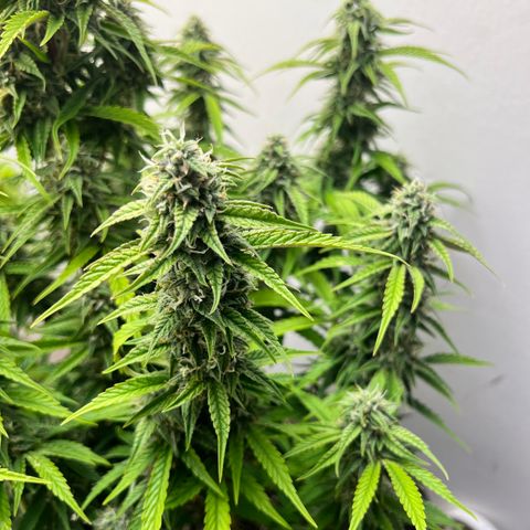 Granddaddy Purple growlog timeline photo
