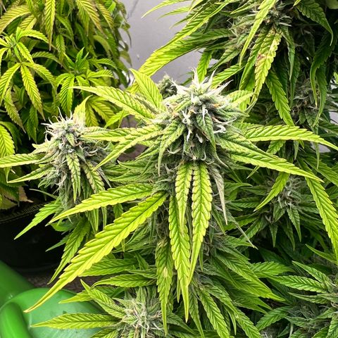 Granddaddy Purple growlog timeline photo