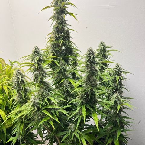 Granddaddy Purple growlog timeline photo