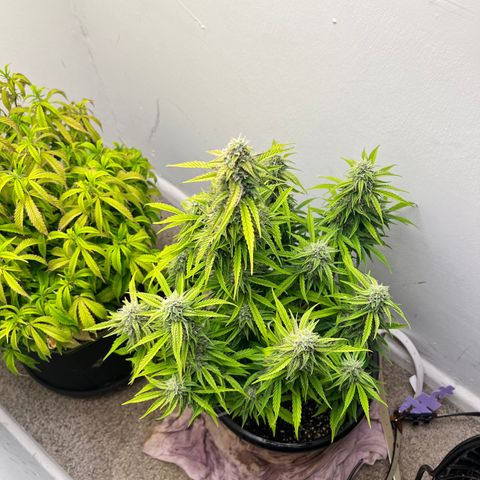 Granddaddy Purple growlog timeline photo