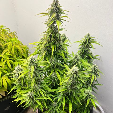 Granddaddy Purple growlog timeline photo